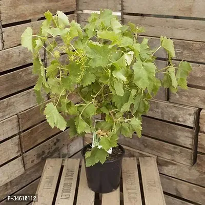 Natural Grapes Plant-thumb0