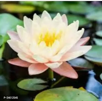 Natural Lotus Plant-thumb0