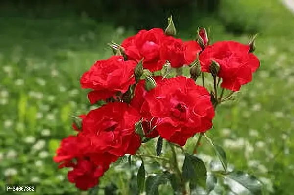 Natural Rose Plant-thumb3