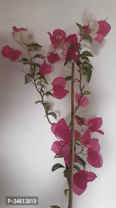 Natural Bougainvillea Plant-thumb0