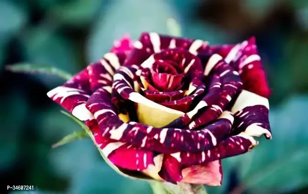 Natural Rose Plant-thumb0