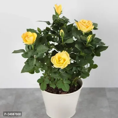 Natural Rose Plant-thumb0