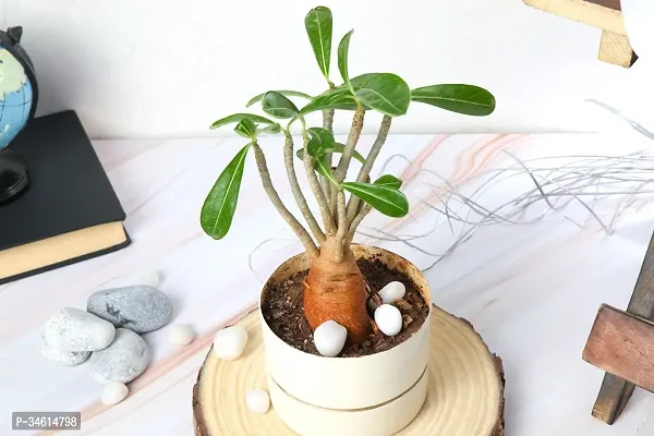 Natural Adenium Plant-thumb0