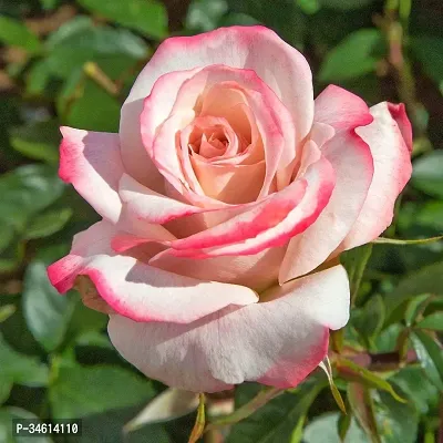 Natural Rose Plant-thumb0