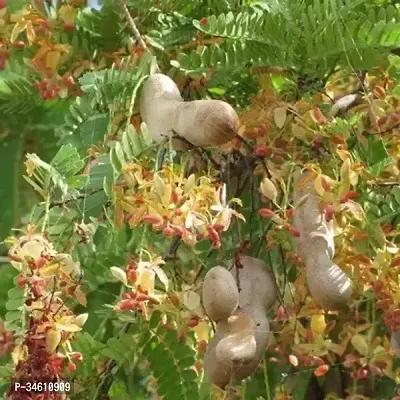 Natural Tamarind Plant-thumb3