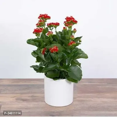 Natural Kalanchoe Plant-thumb0