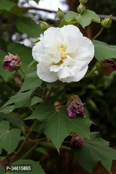 Natural Lotus Plant-thumb0