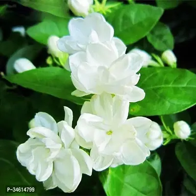 Natural Jasmine Plant-thumb0