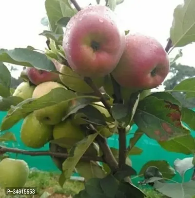 Natural Apple Plant-thumb2