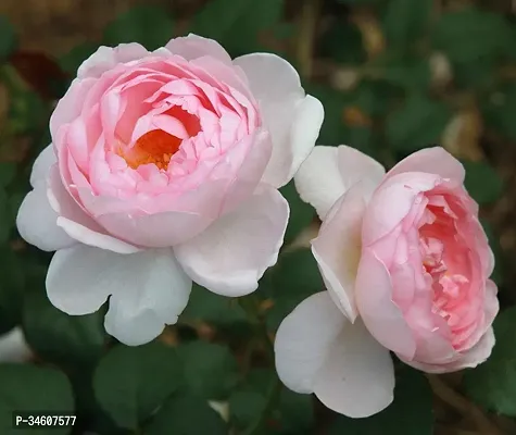 Natural Rose Plant-thumb0