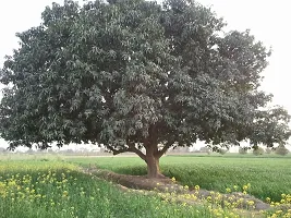 Natural Mango Plant-thumb1