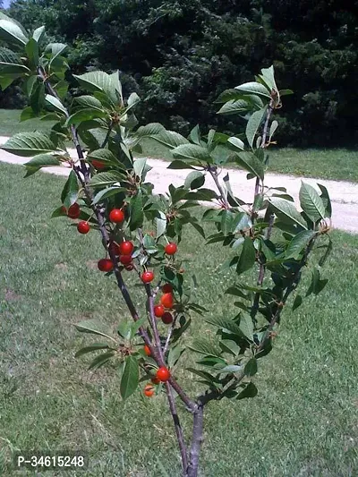 Natural Cherry Fruit Plant-thumb0