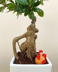 Natural Ficus Bonsai Plant-thumb2