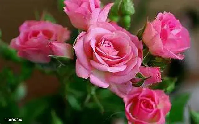 Natural Rose Plant-thumb0