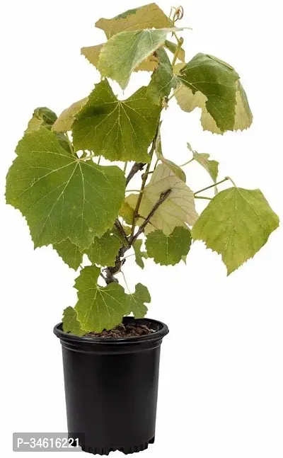 Natural Grape Plant-thumb0