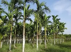 Natural Betel Nutsupari Plant-thumb2