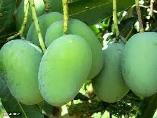 Natural Mango Plant-thumb2