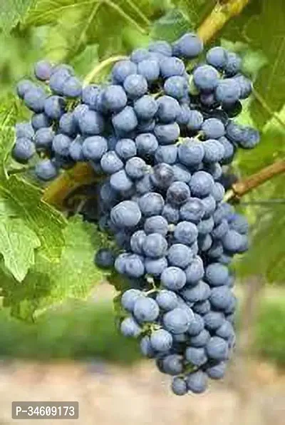 Natural Grapes Plant-thumb0