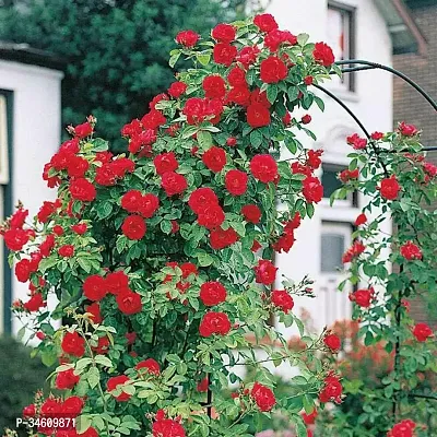 Natural Rose Plant-thumb2