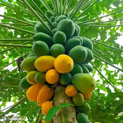 Natural Papaya Plant-thumb0