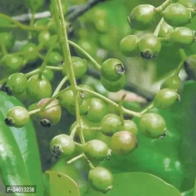 Natural Clove Plant-thumb0