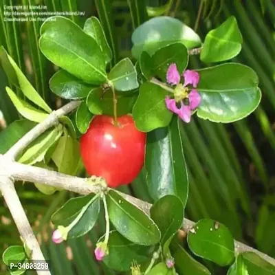 Natural Cherry Fruit Plant-thumb0