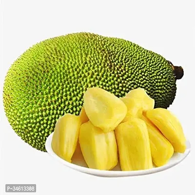 Natural Jack Fruit Plant-thumb0