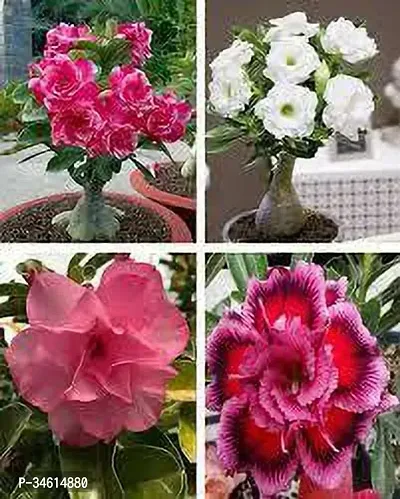 Natural Adenium Plant-thumb0