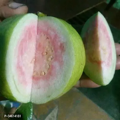 Natural Guava Plant-thumb2