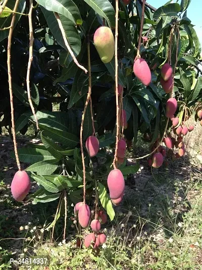 Natural Mango Plant-thumb0