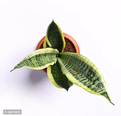 Natural Snake Plant-thumb3