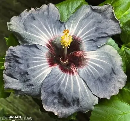 Natural Hibiscus Plant-thumb0