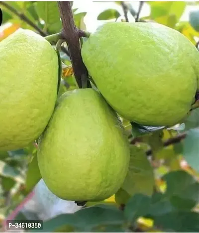 Natural Guava Plant-thumb0