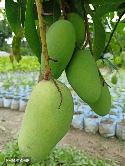 Natural Mango Plant-thumb0