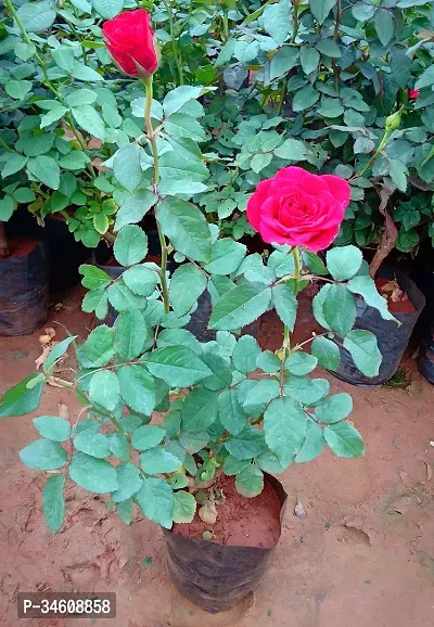 Natural Rose Plant-thumb2