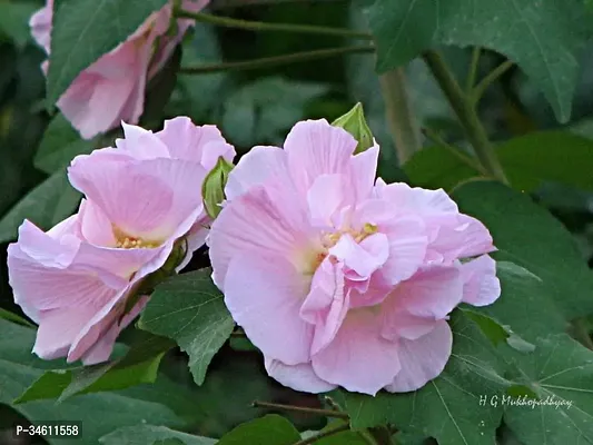 Natural Lotus Plant-thumb0