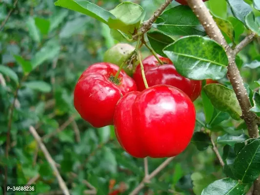 Natural Cherry Fruit Plant-thumb0