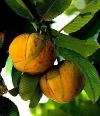 Natural Elephant Apple Plant-thumb1