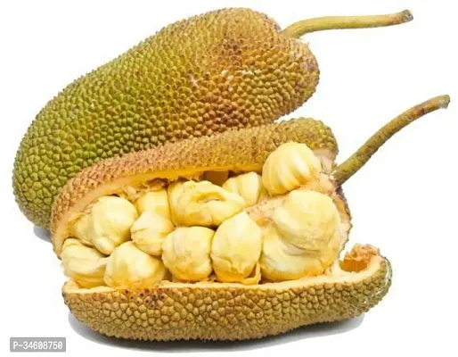 Natural Jack Fruit Plant-thumb0