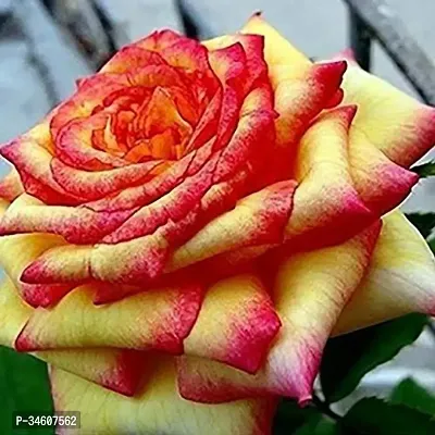 Natural Rose Plant-thumb0