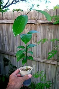 Natural Cinnamon Plant-thumb1