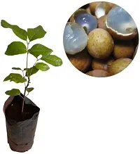 Natural Litchi Plant-thumb1