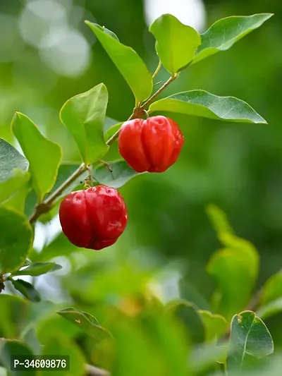 Natural Cherry Fruit Plant-thumb0