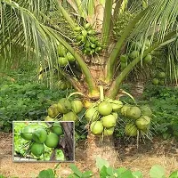 Natural Coconut Plant-thumb1