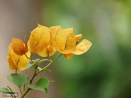 Natural Baugainvillea Plant-thumb0