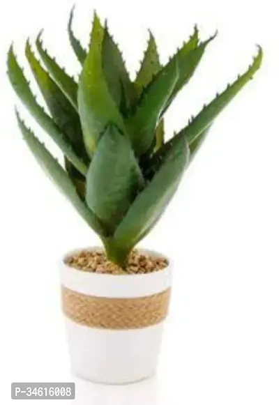 Natural Aloe Vera Plant-thumb0