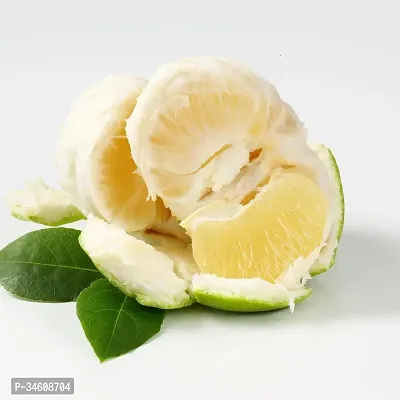 Natural Lemon Plant-thumb0