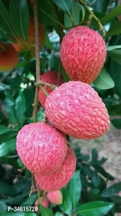 Natural Litchi Plant-thumb0