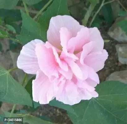 Natural Lotus Plant