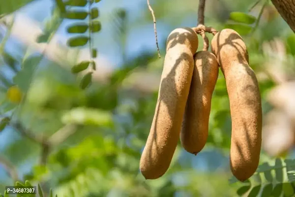 Natural Tamarind Plant-thumb0